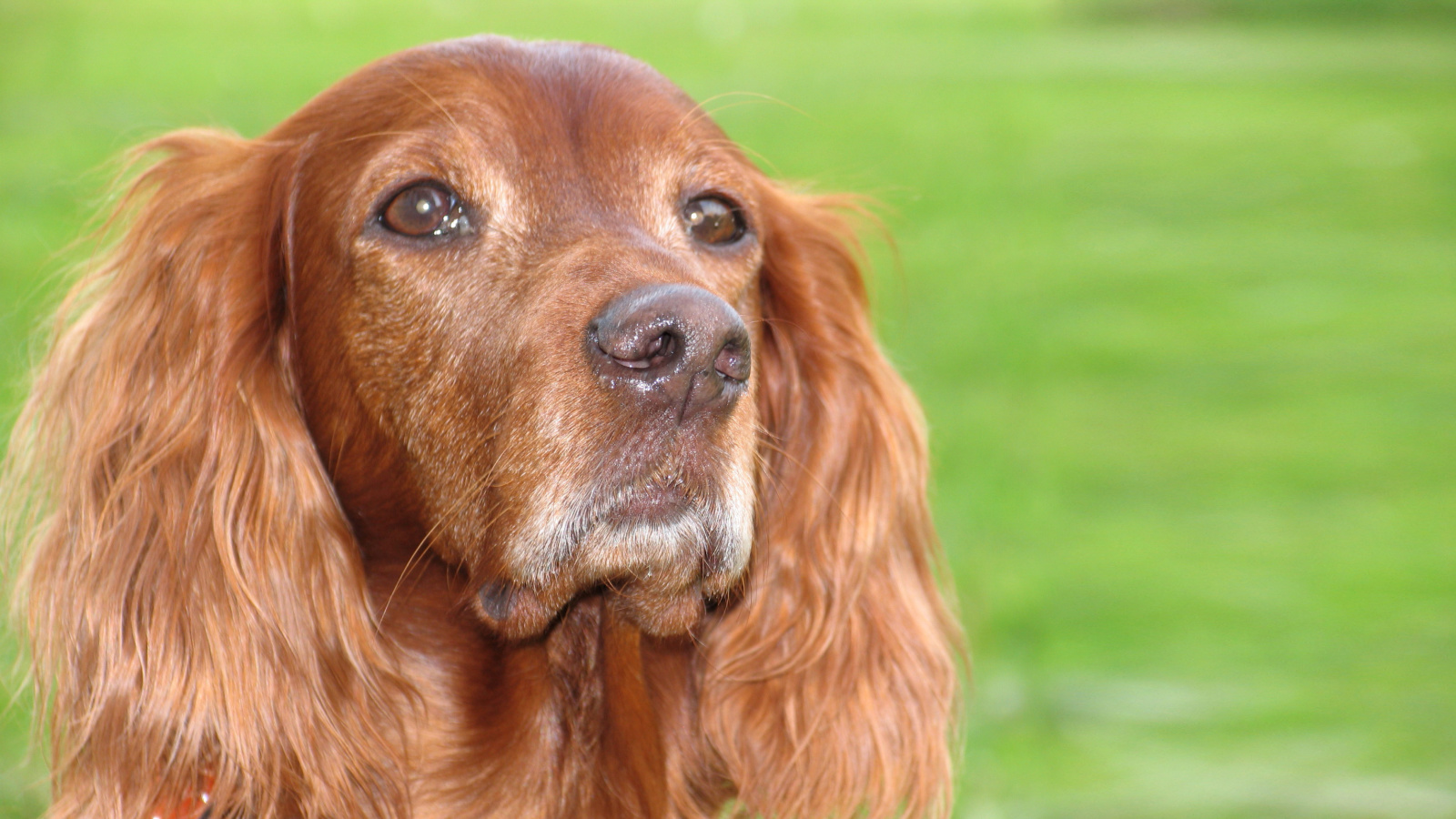 Das English Cocker Spaniel Wallpaper 1600x900