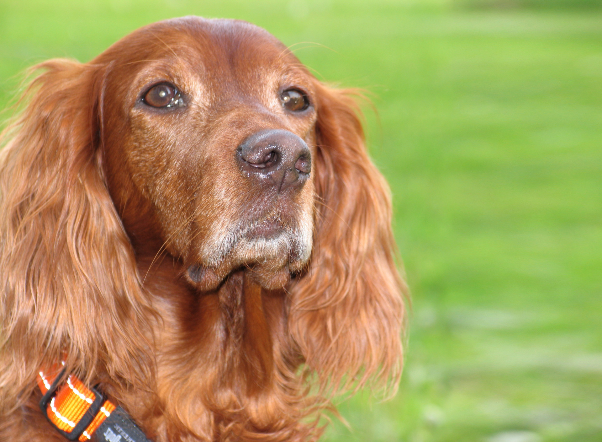 English Cocker Spaniel wallpaper 1920x1408