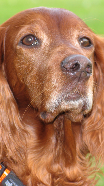 English Cocker Spaniel wallpaper 360x640