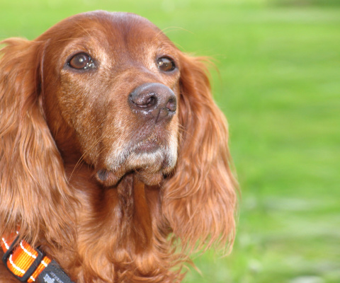 English Cocker Spaniel screenshot #1 480x400