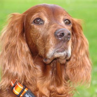 English Cocker Spaniel - Obrázkek zdarma pro 208x208