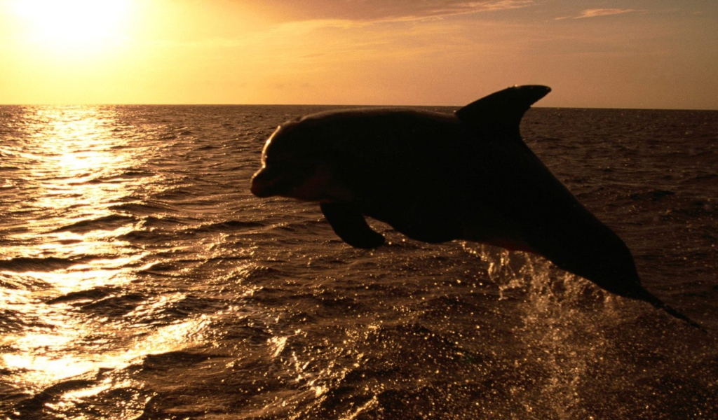 Dolphin - Ocean Life wallpaper 1024x600