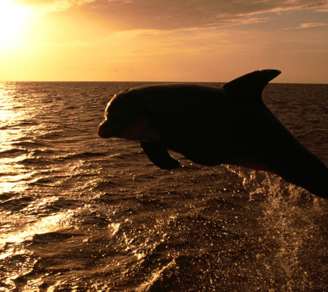Fondo de pantalla Dolphin - Ocean Life 1080x960