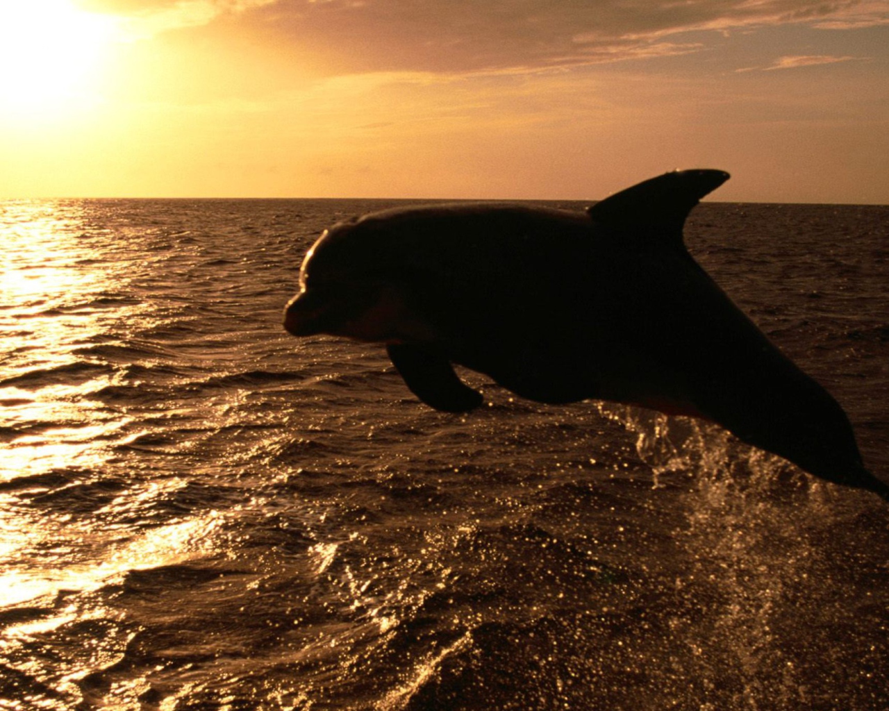 Обои Dolphin - Ocean Life 1280x1024