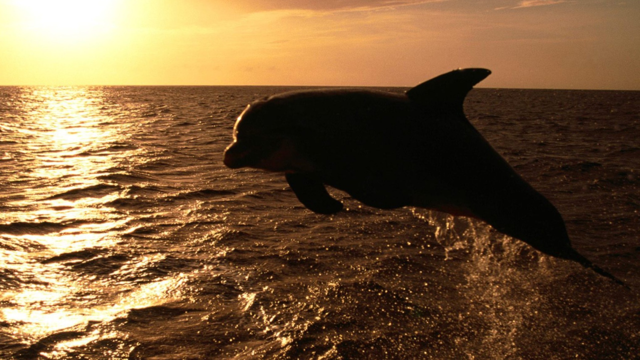 Dolphin - Ocean Life wallpaper 1280x720