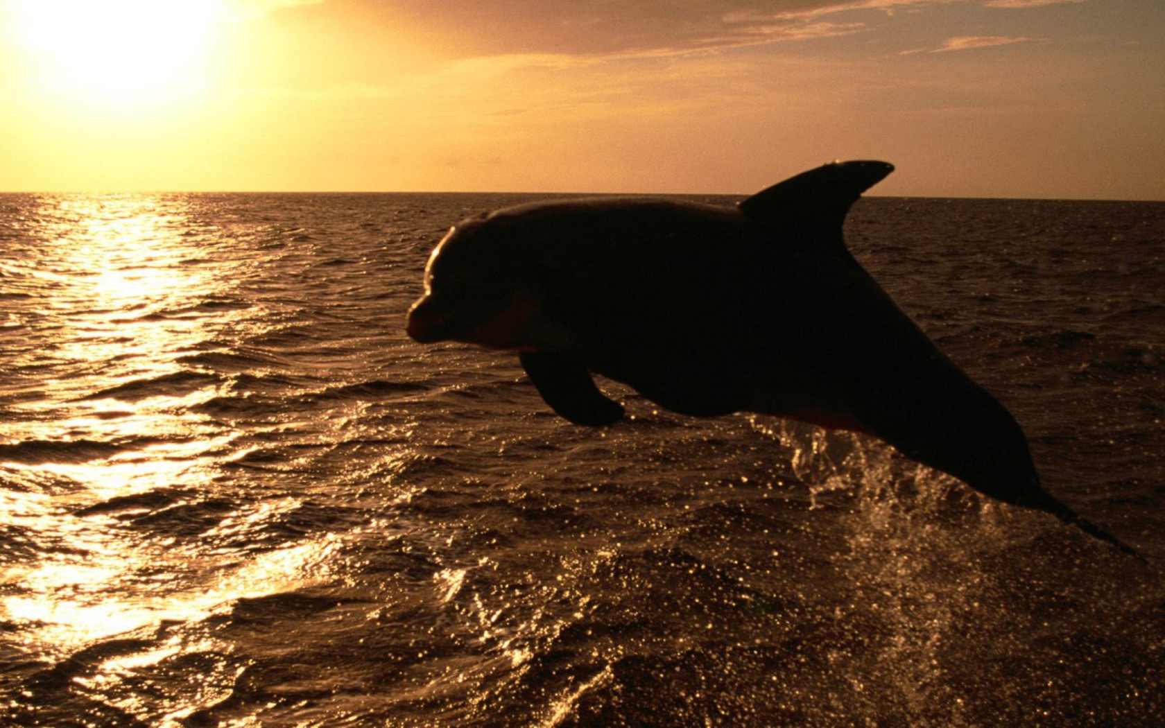 Dolphin - Ocean Life wallpaper 1680x1050