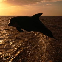 Das Dolphin - Ocean Life Wallpaper 208x208