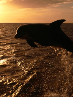 Screenshot №1 pro téma Dolphin - Ocean Life 240x320