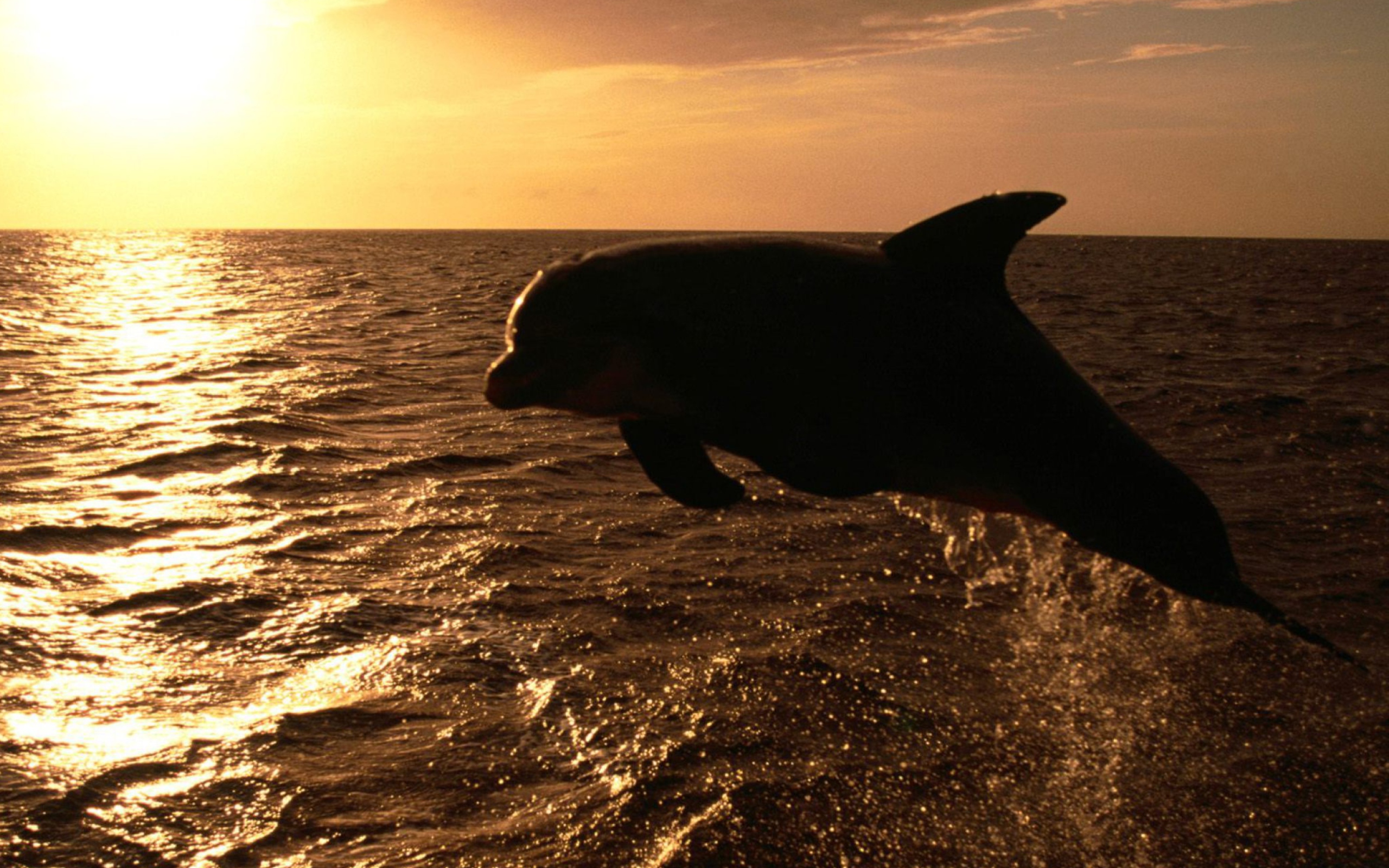Das Dolphin - Ocean Life Wallpaper 2560x1600