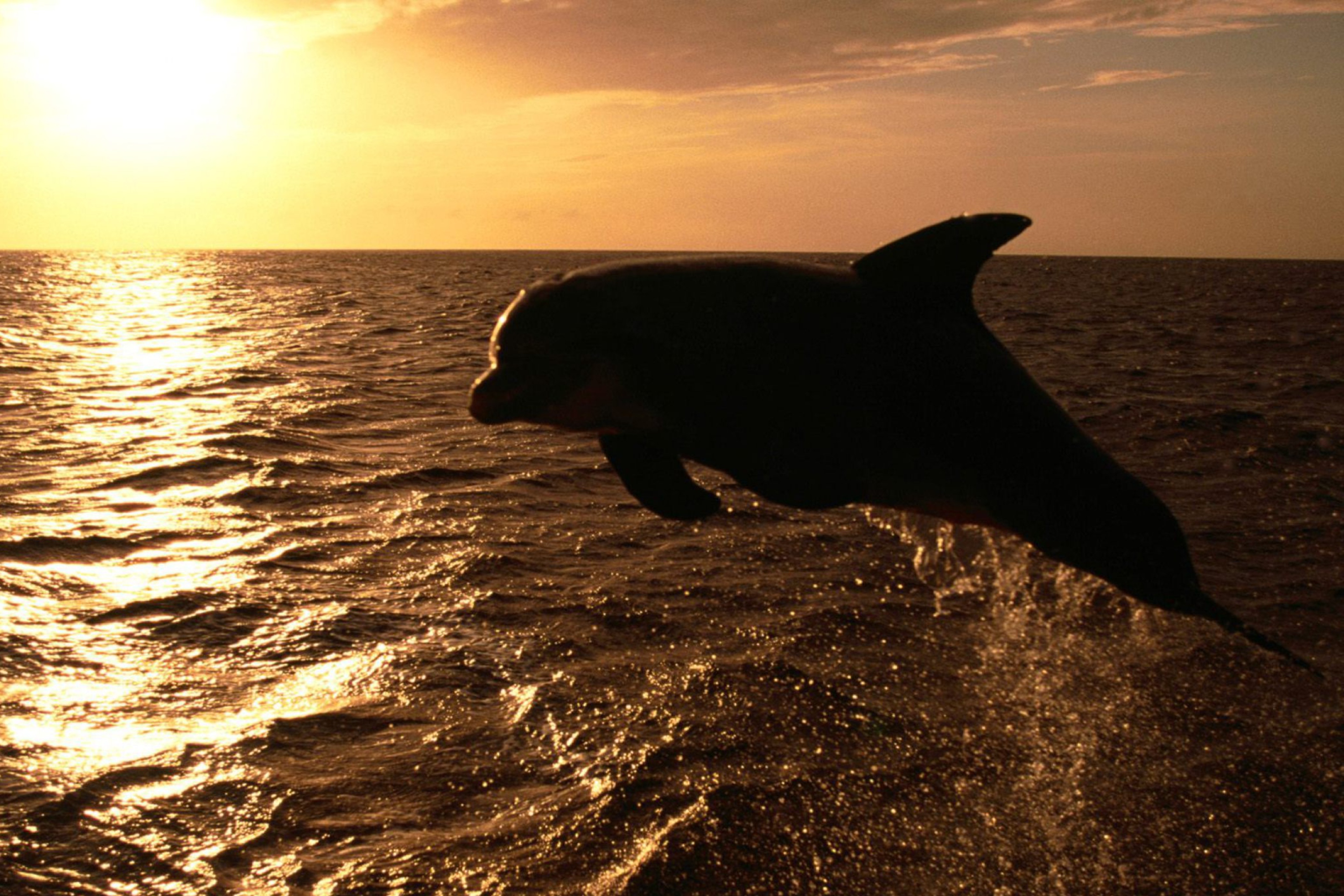 Прыжок дельфина на закат скачать