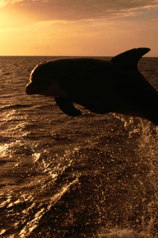 Dolphin - Ocean Life screenshot #1 320x480