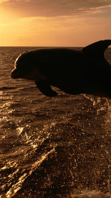 Screenshot №1 pro téma Dolphin - Ocean Life 360x640
