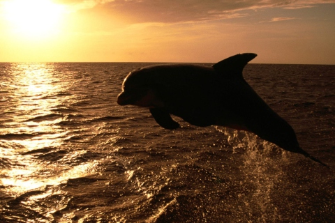 Dolphin - Ocean Life wallpaper 480x320