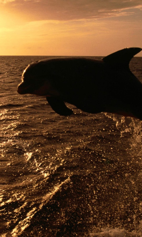 Fondo de pantalla Dolphin - Ocean Life 480x800