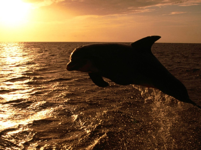 Dolphin - Ocean Life wallpaper 640x480