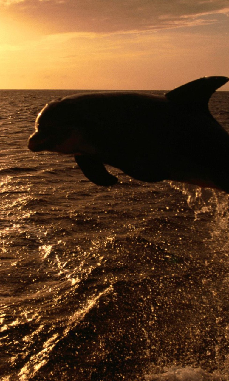 Fondo de pantalla Dolphin - Ocean Life 768x1280