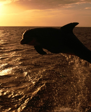 Dolphin - Ocean Life - Obrázkek zdarma pro 240x400