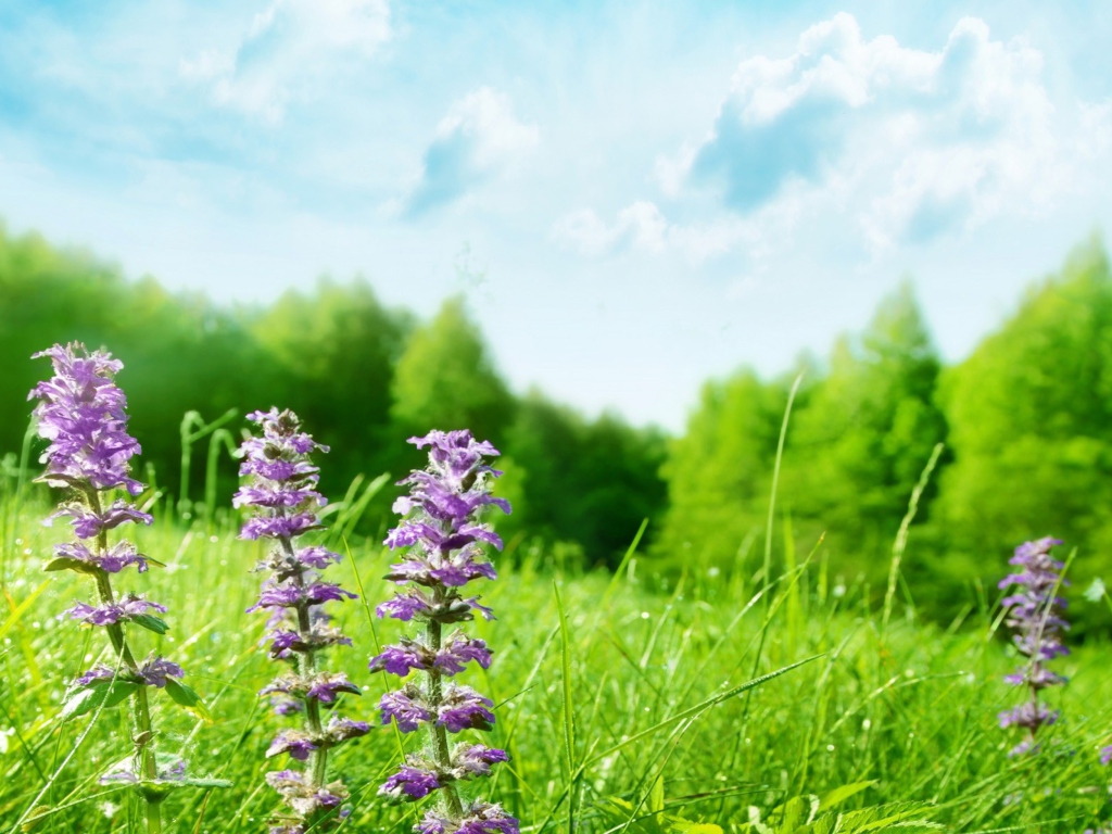 Sfondi Meadow And Forest 1024x768