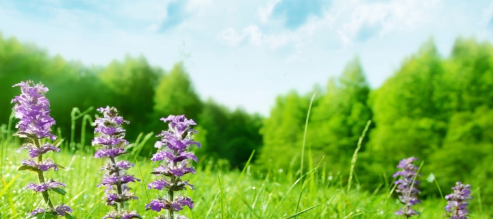Das Meadow And Forest Wallpaper 720x320