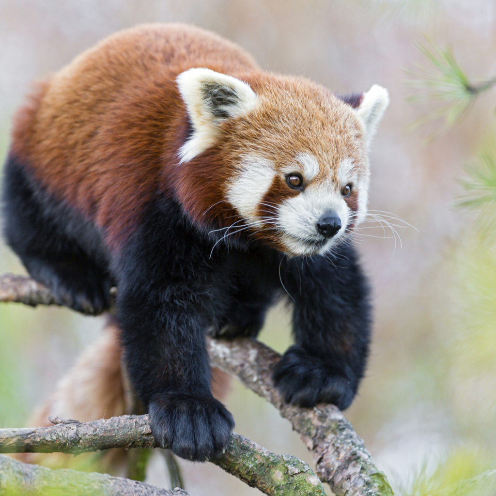 Fondo de pantalla Cute Red Panda 1024x1024