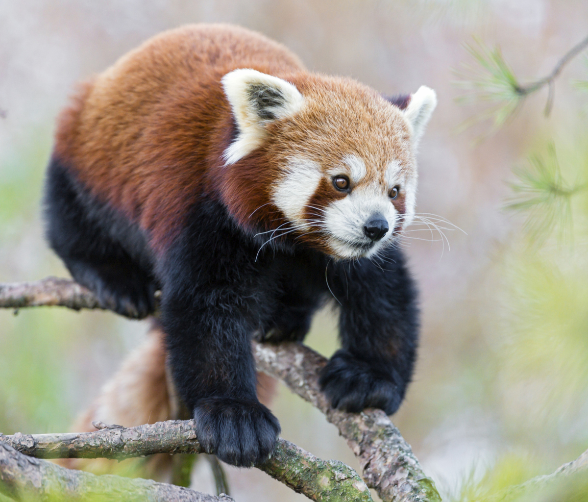 Sfondi Cute Red Panda 1200x1024