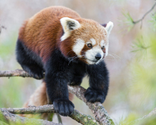 Cute Red Panda screenshot #1 220x176