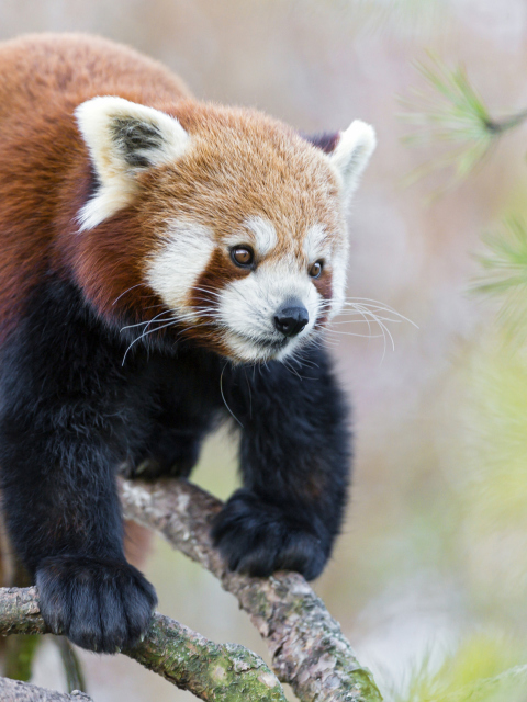 Fondo de pantalla Cute Red Panda 480x640