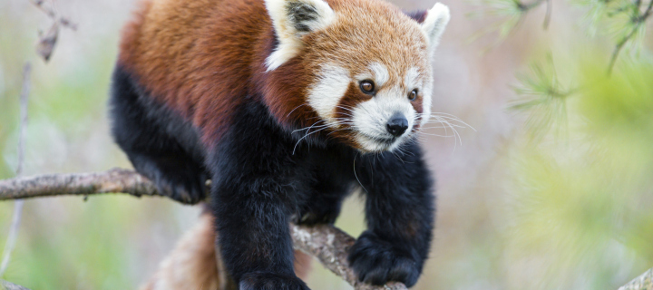 Das Cute Red Panda Wallpaper 720x320