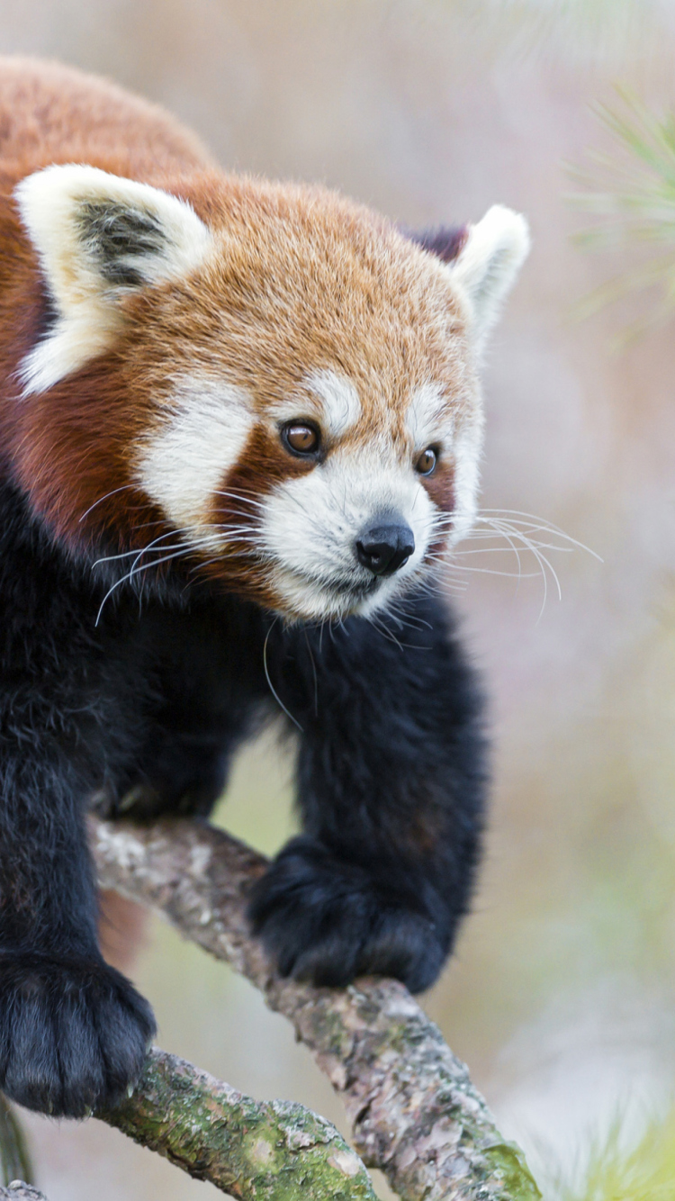 Screenshot №1 pro téma Cute Red Panda 750x1334