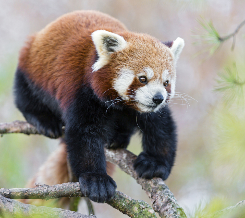 Обои Cute Red Panda 960x854