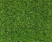 Green Grass wallpaper 176x144