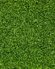 Обои Green Grass 176x220