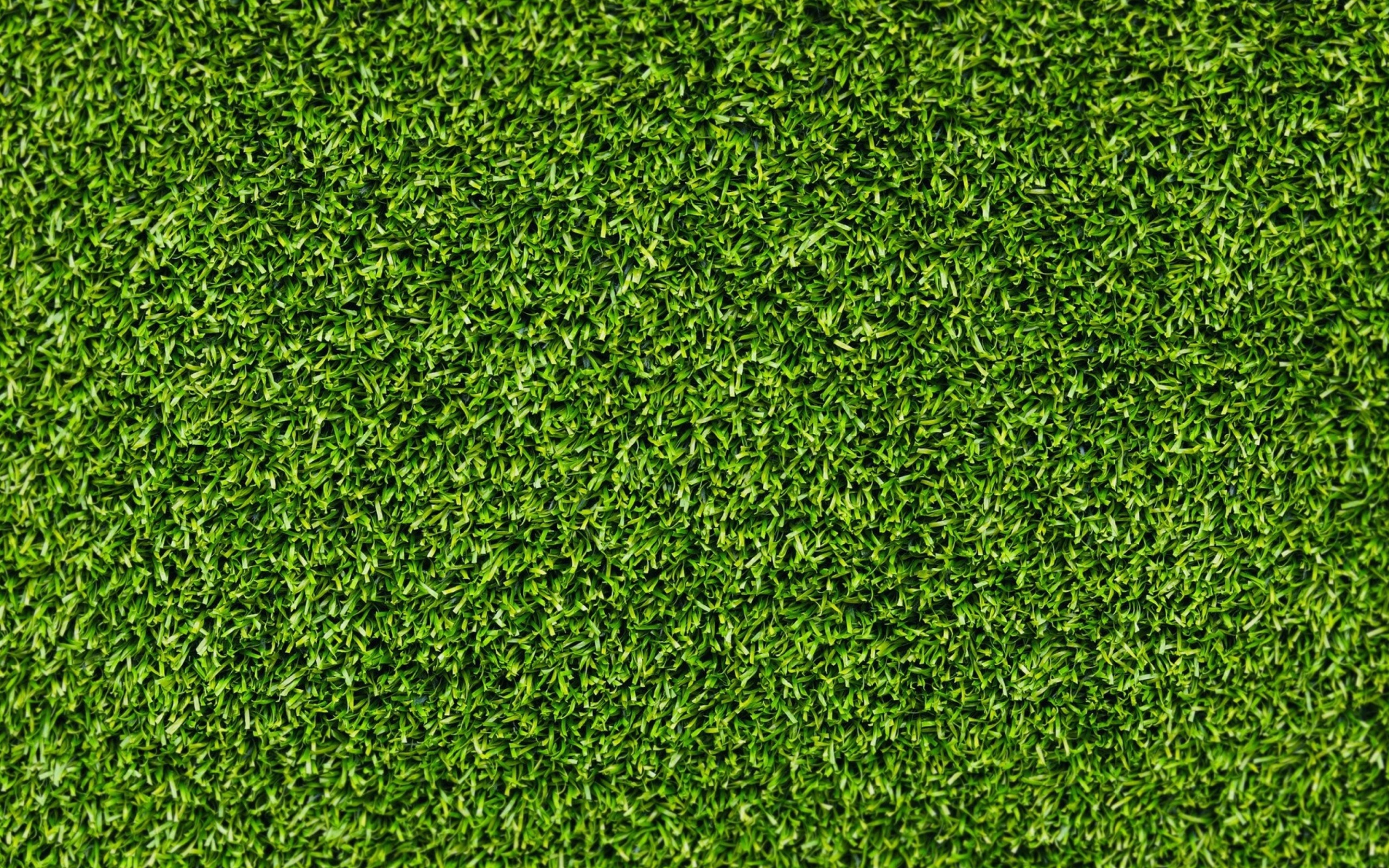 Screenshot №1 pro téma Green Grass 2560x1600