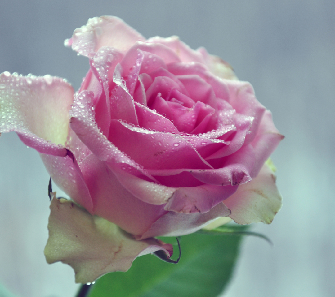 Обои Beautiful Pink Rose 1080x960