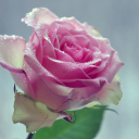 Sfondi Beautiful Pink Rose 128x128