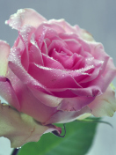 Sfondi Beautiful Pink Rose 132x176