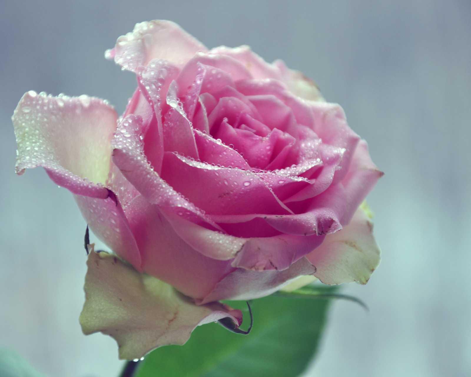 Обои Beautiful Pink Rose 1600x1280