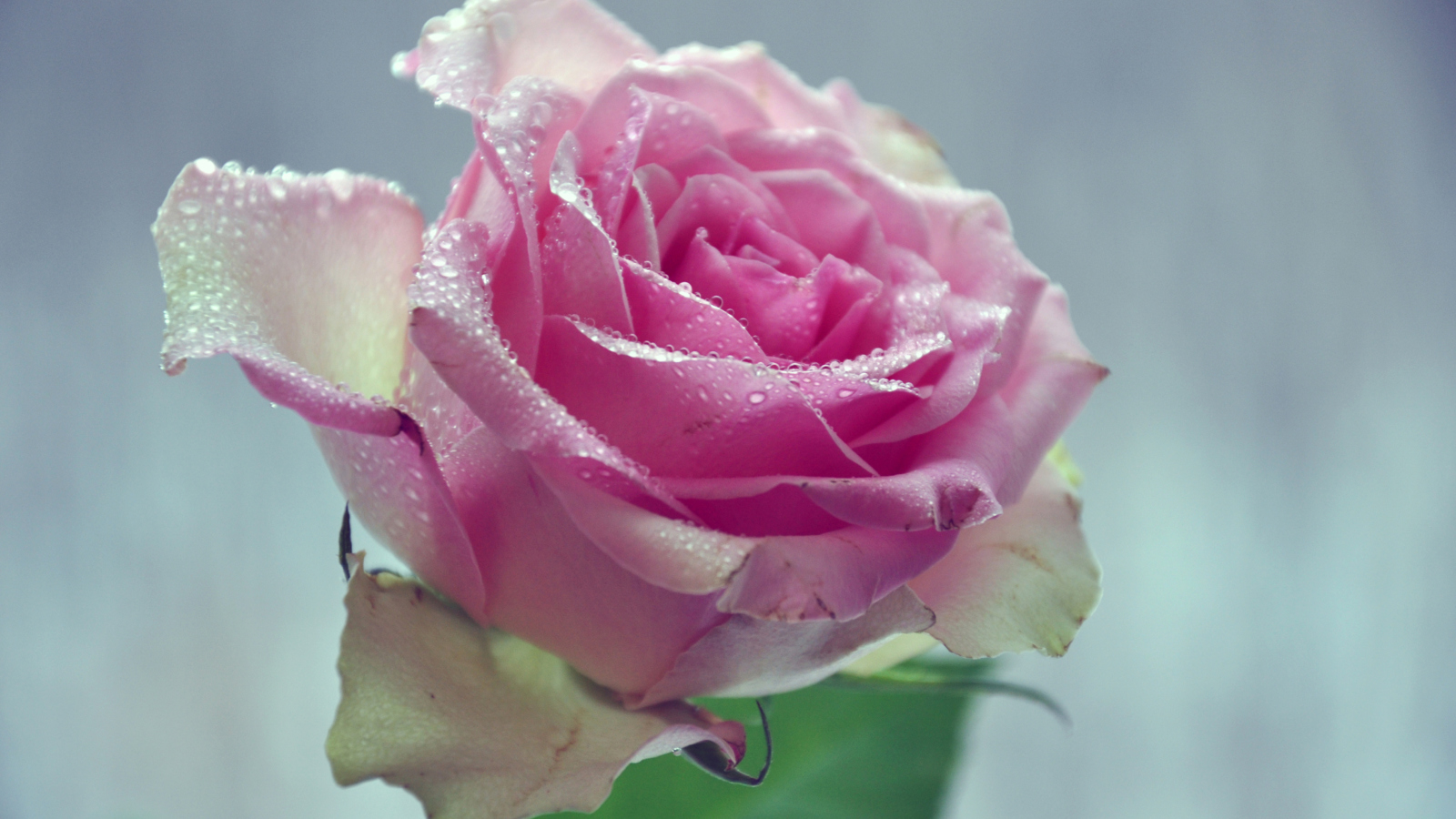 Fondo de pantalla Beautiful Pink Rose 1600x900