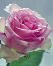 Fondo de pantalla Beautiful Pink Rose 176x220