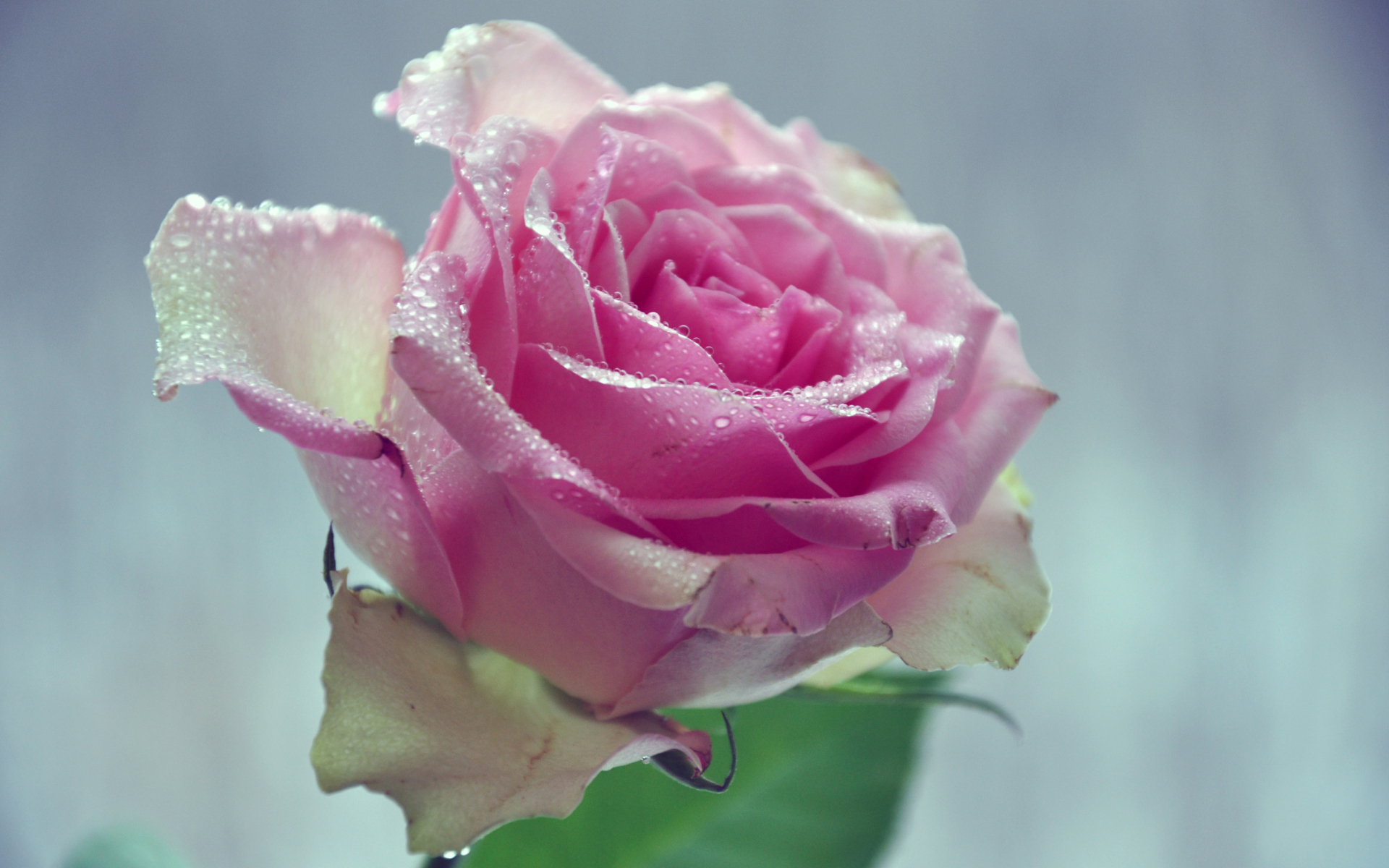 Fondo de pantalla Beautiful Pink Rose 1920x1200