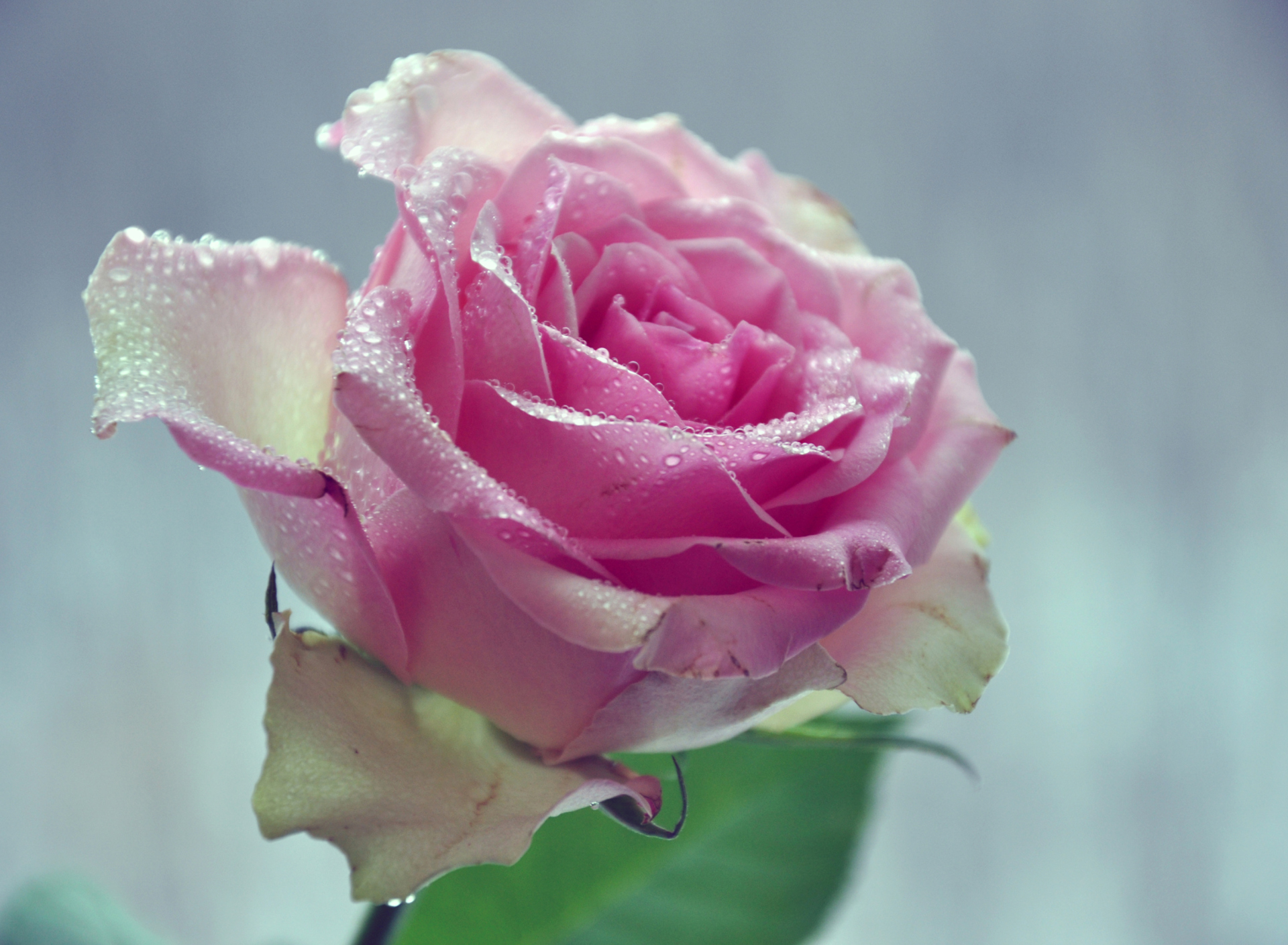 Sfondi Beautiful Pink Rose 1920x1408
