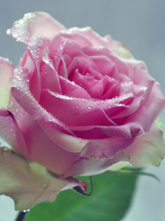 Обои Beautiful Pink Rose 240x320