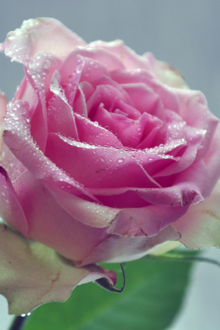 Das Beautiful Pink Rose Wallpaper 320x480