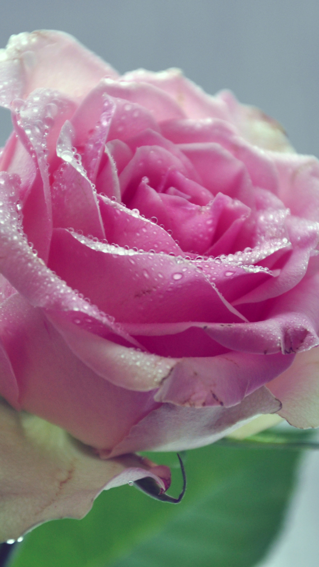 Das Beautiful Pink Rose Wallpaper 640x1136