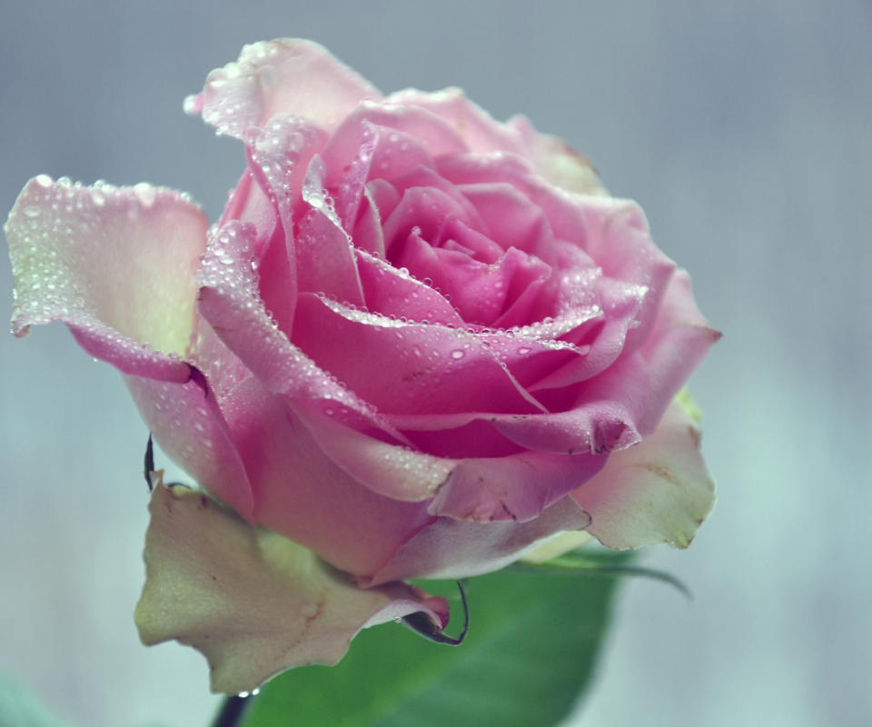 Das Beautiful Pink Rose Wallpaper 960x800