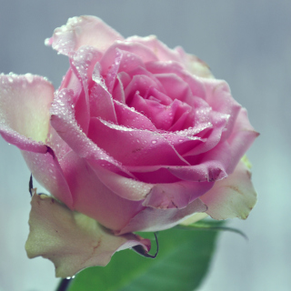 Beautiful Pink Rose - Obrázkek zdarma pro iPad mini 2