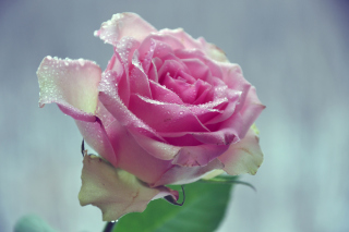 Beautiful Pink Rose papel de parede para celular 