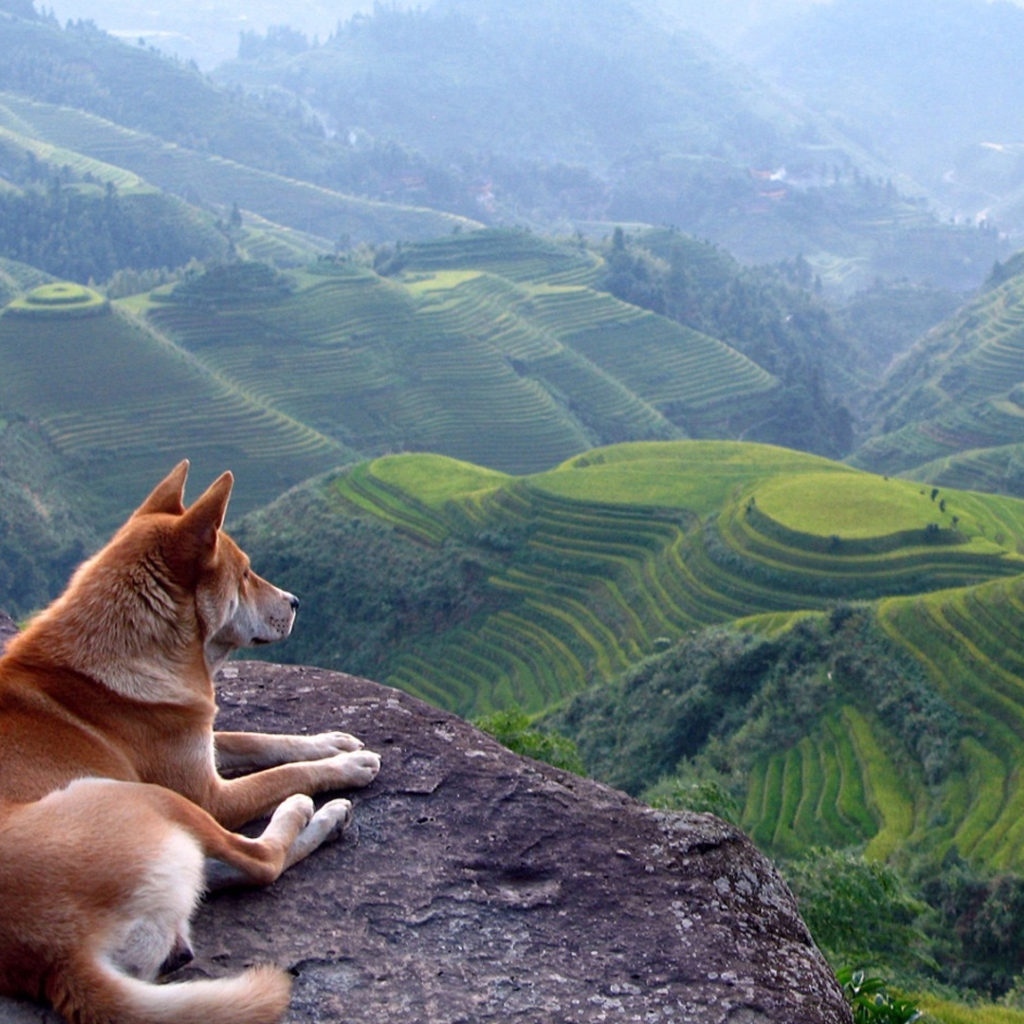 Fondo de pantalla Dog Looking Down At Green Hills 1024x1024