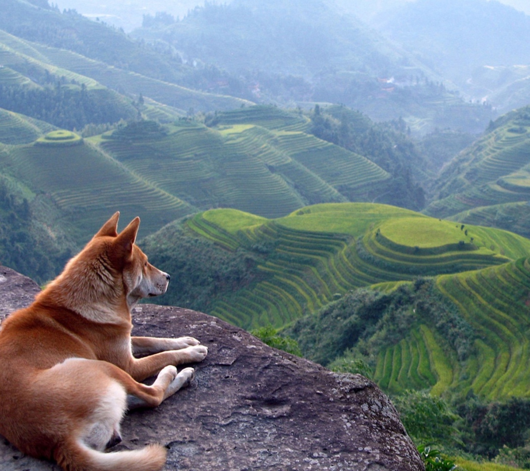 Обои Dog Looking Down At Green Hills 1080x960