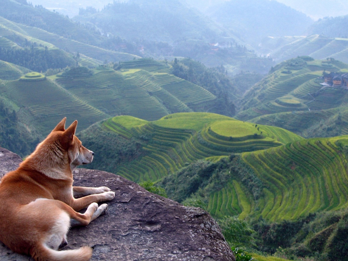 Das Dog Looking Down At Green Hills Wallpaper 1152x864